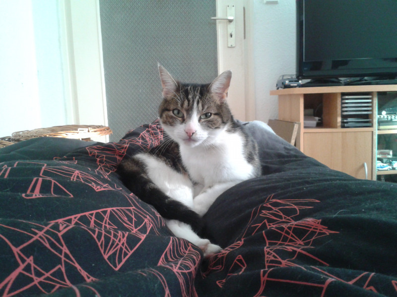 2015-02-21 15.08.02.jpg (1.32 MiB) 43826 mal betrachtet Katze Kitty auf der Atari Bettwäsche